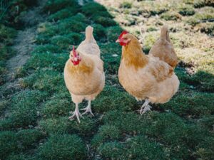 Buff Orpington - Brett Sayles