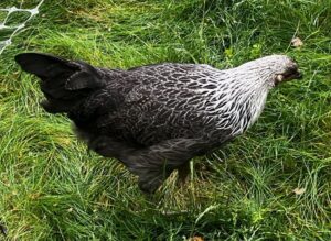 Easter Egger Chicken (Hen)