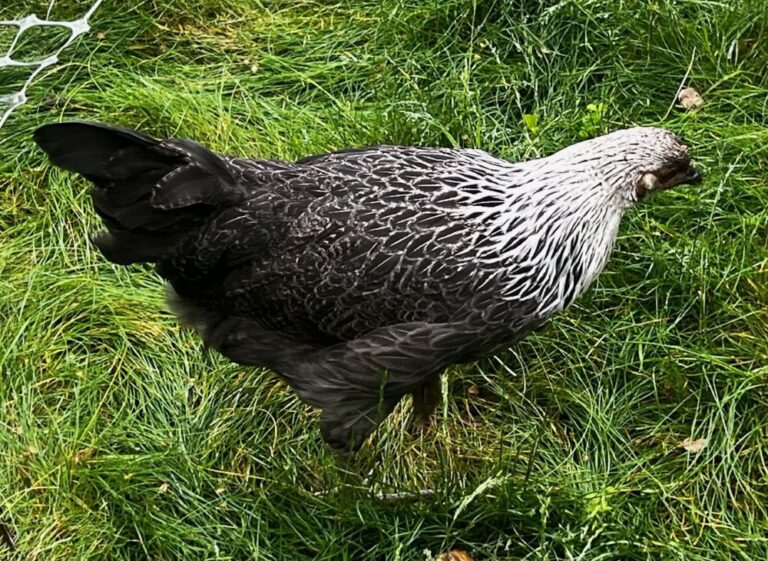 Easter Egger Chicken (Hen)