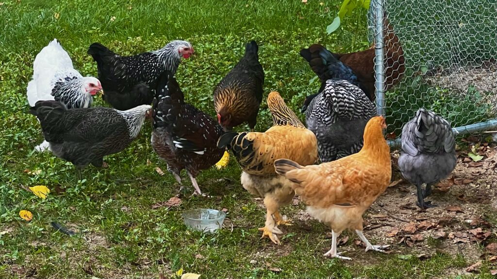 photo of my chickens. Barred Rock, Buff Brahma, Light Brahma