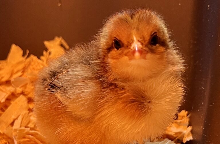 March: Bringing Home Baby Chicks