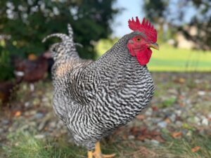 Plymouth Rock Rooster (Sylvester)