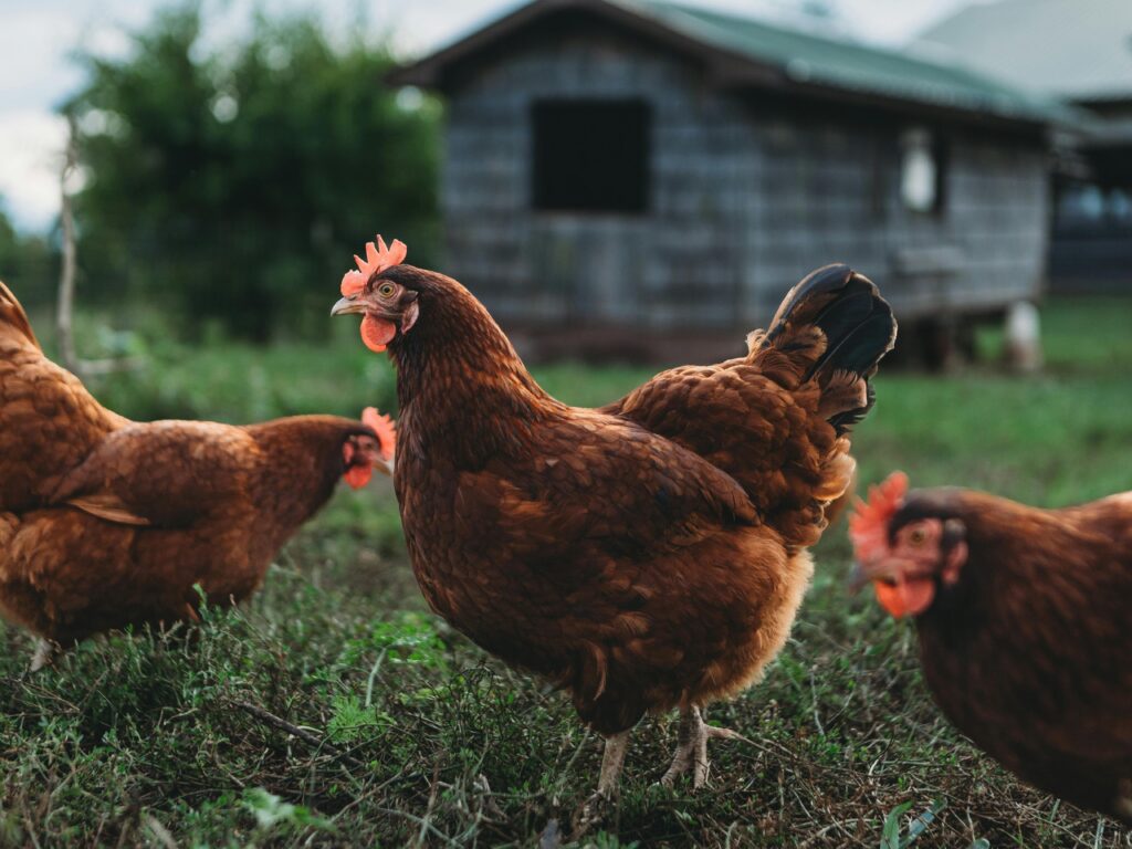 Rhode Island Red Photo by steven vanelk
